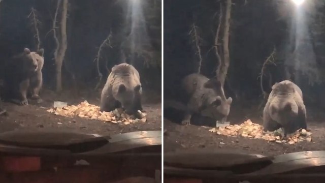 Uludağ'da aç kalan ayılar kamp alanına indi