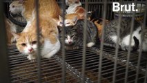 Illegal cat meat trade is thriving in Vietnam