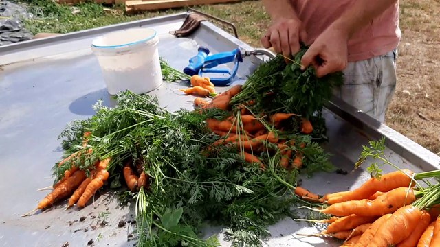 Alban Réveillé, maraîcher bio à Cazères nous présente ses carottes