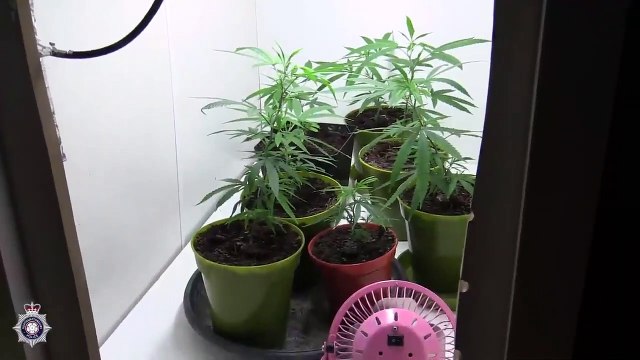 Northamptonshire Police raid cannabis factory — August 26, 2020