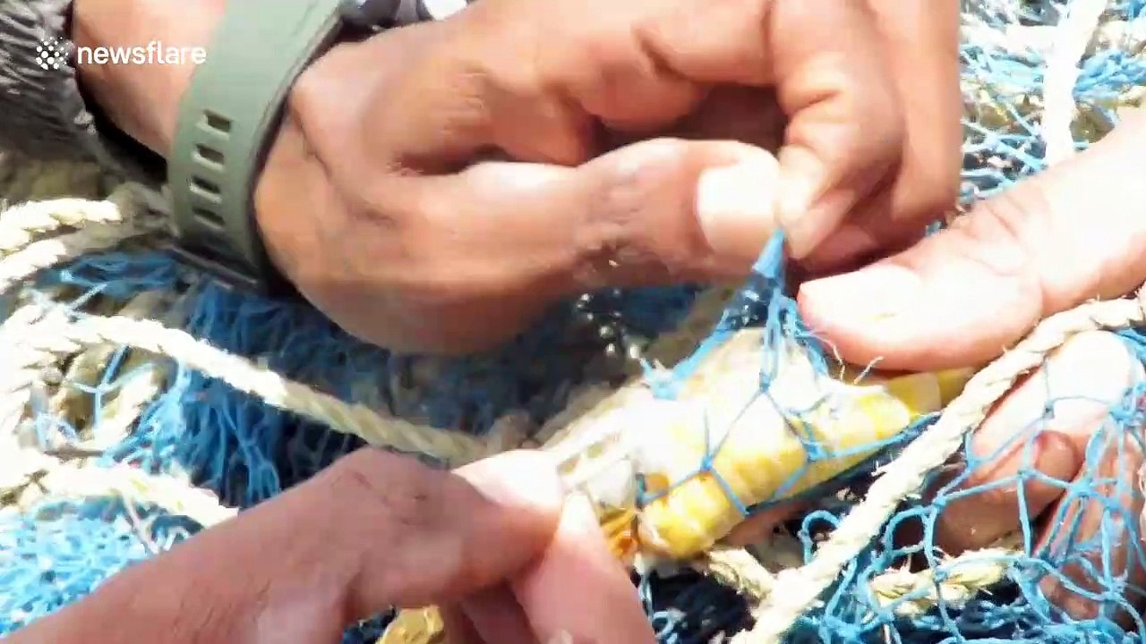 Rat snake rescued after becoming entangled in construction safety netting