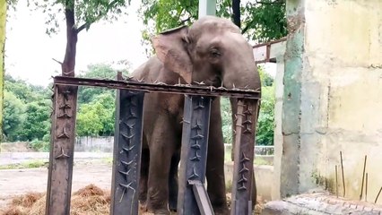 देखिए कैसे क्लासिकल म्यूज़िक की धुन सुनकर मोती भी हो रहा है मस्त