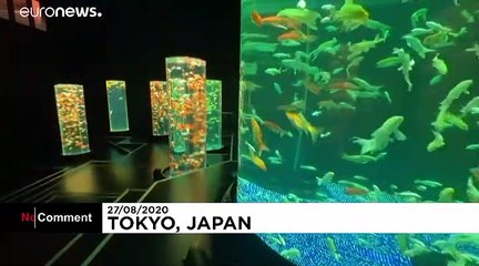 Dazzling designs in latest exhibition at Japan's Art Aquarium