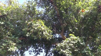 Tarihi Anıt ağaçların restorasyonuna başlandı