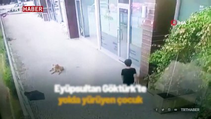 İstanbul'da sokak köpeklerinin çocuğa saldırısı kamerada