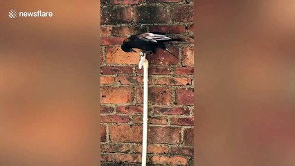 Smart rook switches on water tap to drink water