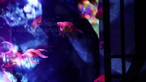 Des milliers de poissons rouges en exposition à Tokyo