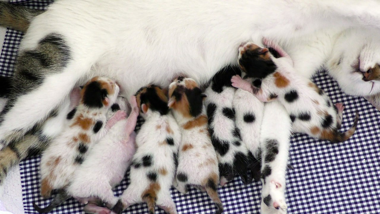 Mother Cat Feeding Her Baby Kitties