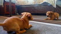 A dog fights with his reflection the mirror