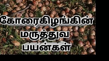 NUTGRASS BENEBITS கோரைக்கிழங்கு மருத்துவ குணங்கள்
