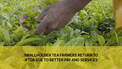Smallholder tea farmers return to KTDA due to better pay and services