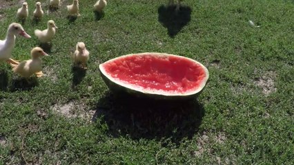 Ducks eating watermelon