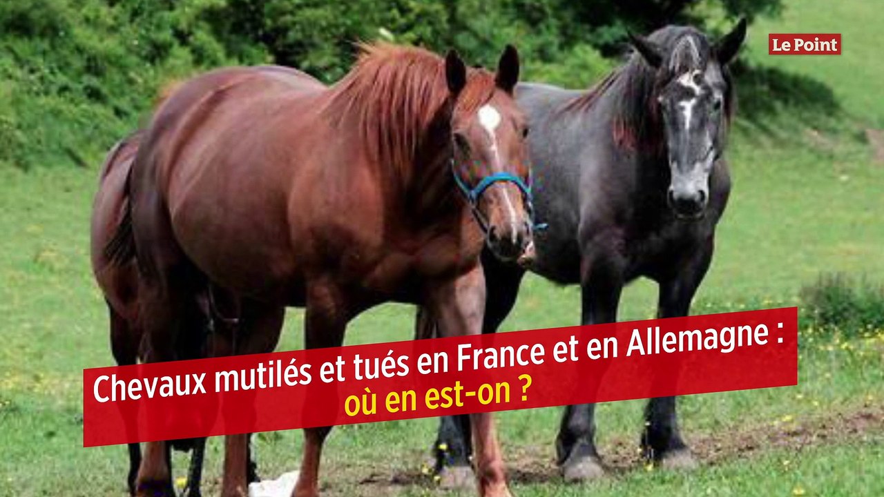 Chevaux mutilés et tués en France et en Allemag...