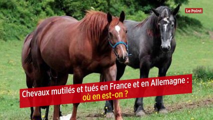 Chevaux mutilés et tués en France et en Allemagne : où en est-on ?