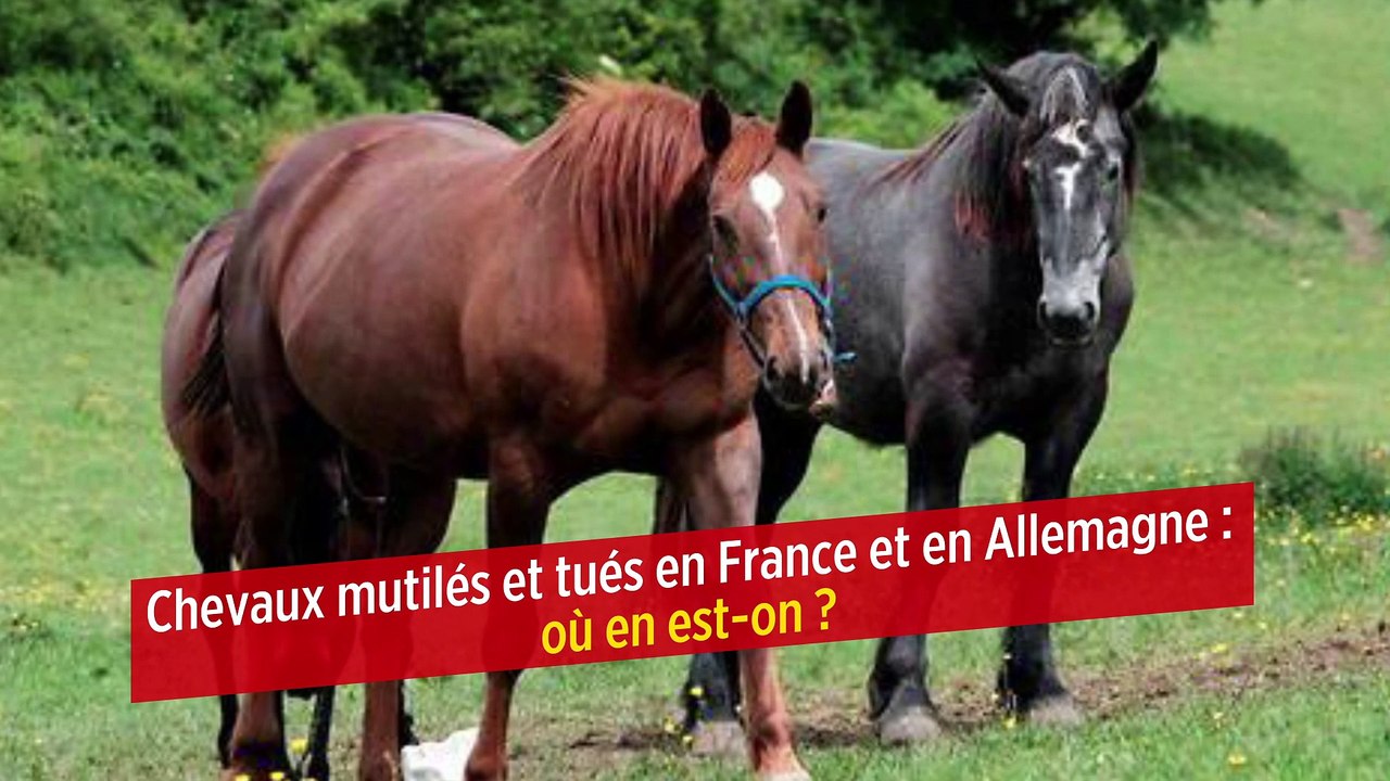 Chevaux mutilés et tués en France et en Allemag...