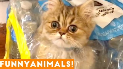 Funniest Pets of the Week Compilation January 2017 _ Funny Pet Videos