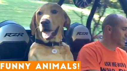 Funniest Pets of the Week Compilation January 2018 _ Funny Pet Videos