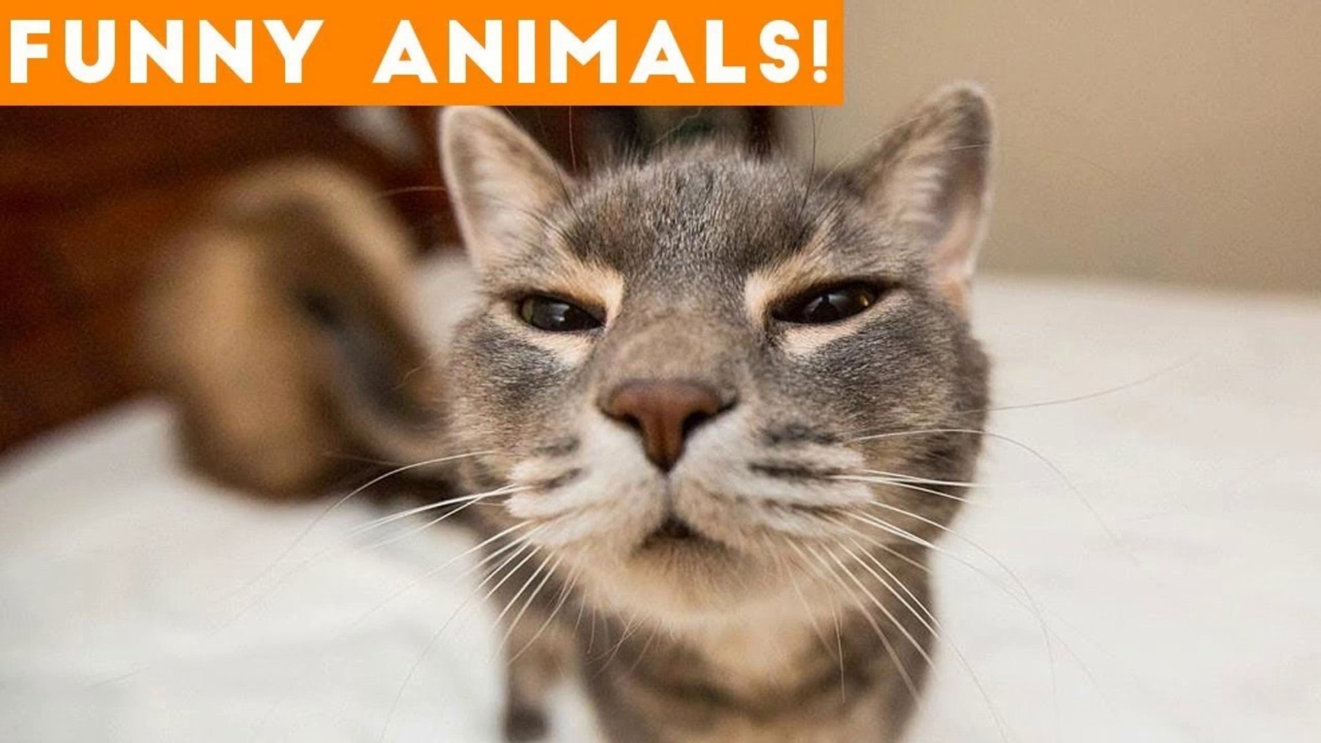 ⁣Funniest Pets of the Week Compilation February 2018 _ Funny Pet Videos