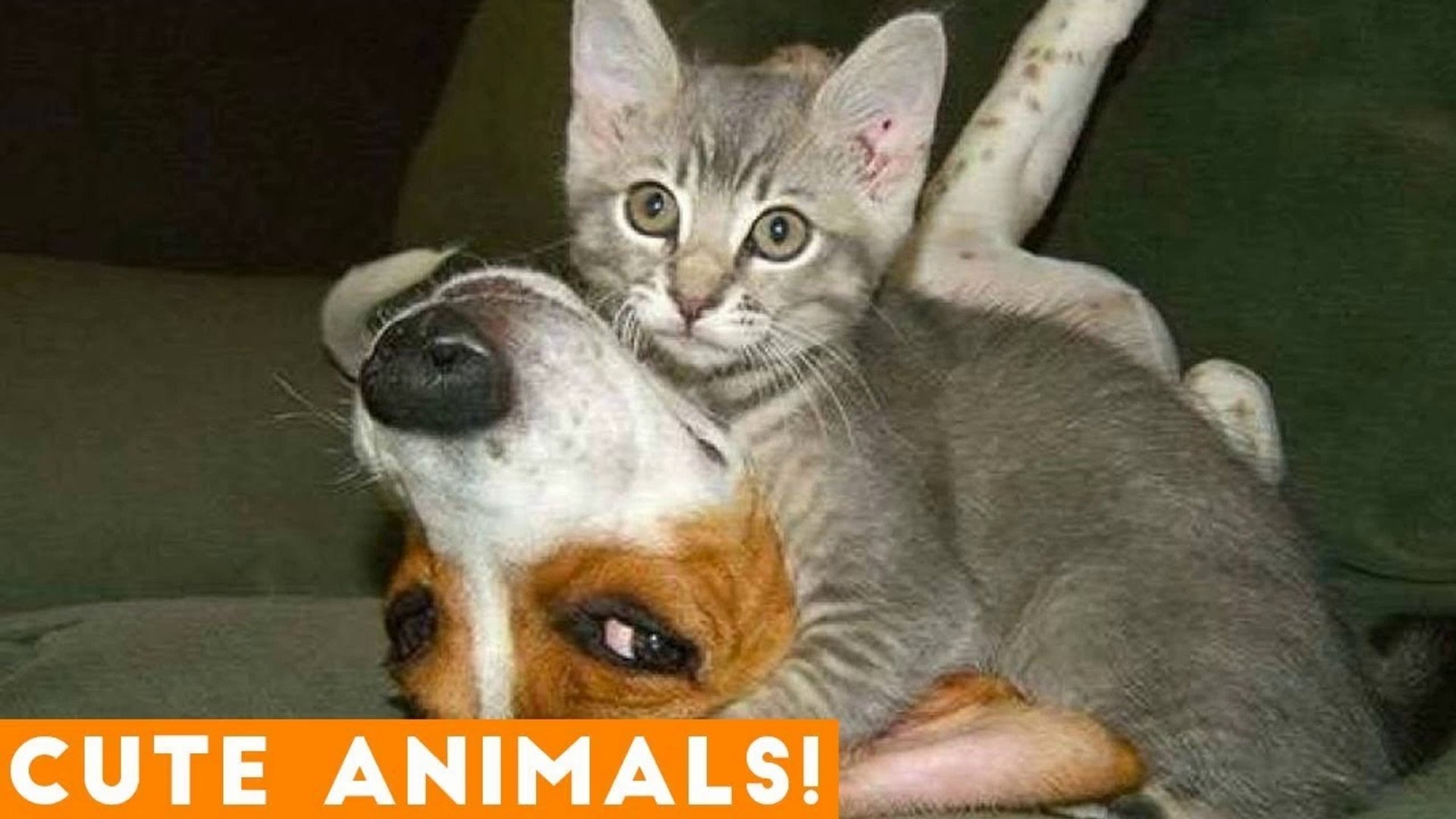 ⁣Cutest Pets of the Week Compilation February 2018 _ Funny Pet Videos