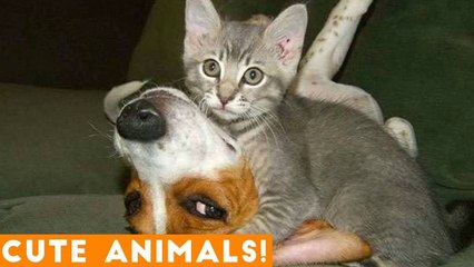 Cutest Pets of the Week Compilation February 2018 _ Funny Pet Videos