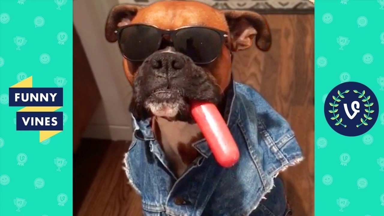 TRY NOT TO LAUGH or GRIN - Funny Animal Vines Compilation 2017
