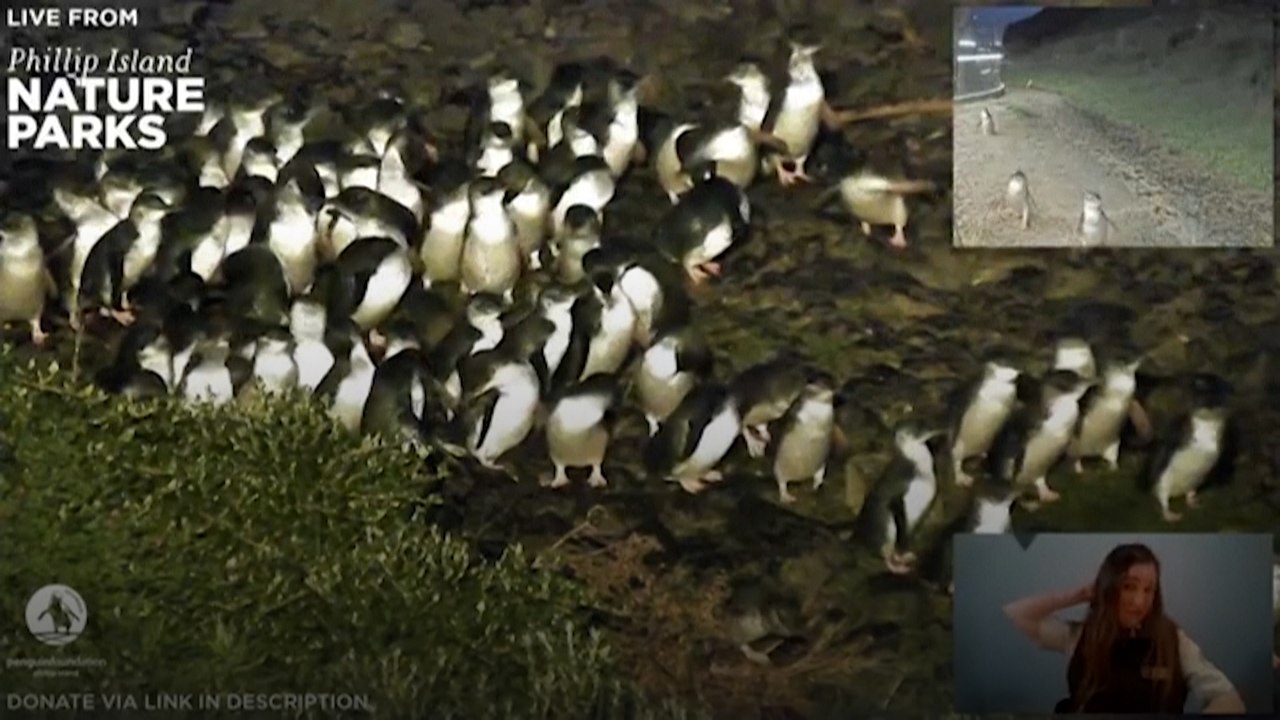 Live Aussie penguin parade attracts hundreds of thousands of viewers amid pandemic