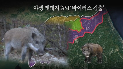 ASF 감염 멧돼지 춘천서 발견...막을 수 없는 남하 / YTN