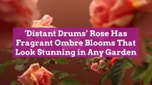 ‘Distant Drums’ Rose Has Fragrant Ombre Blooms That Look Stunning in Any Garden