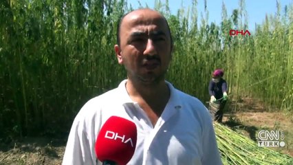 Kenevirde ilk hasat heyecanı | Video