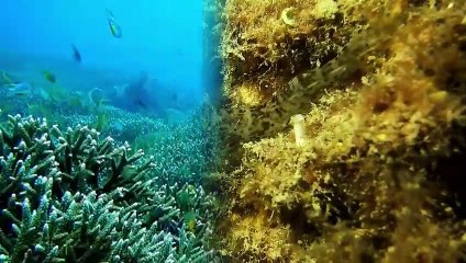 Live with the depths of the sea, marvel at its creatures, and enjoy the wonderful music