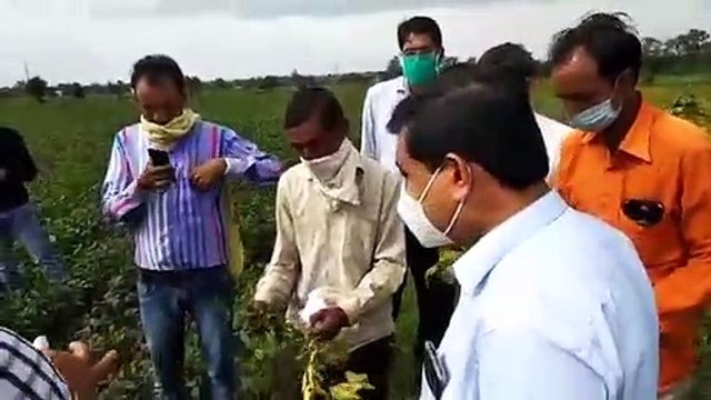 शाजापुर: खेतों में सोयाबीन हो रही है खराब, कलेक्टर कृषकों से की चर्चा 