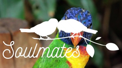 the bird flies in the sky the fish swims in the river