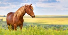 4 nouveaux cas de chevaux et poneys tués et mutilés, un propriétaire agressé