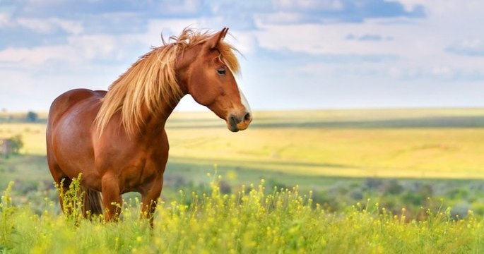 4 nouveaux cas de chevaux et poneys tués et mutilés, un propriétaire agressé
