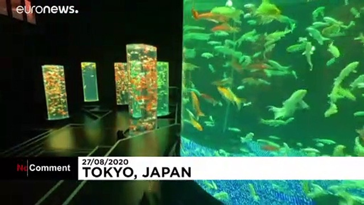 Tokio Art Aquarium - 30.000 Goldfische in einer Ausstellung