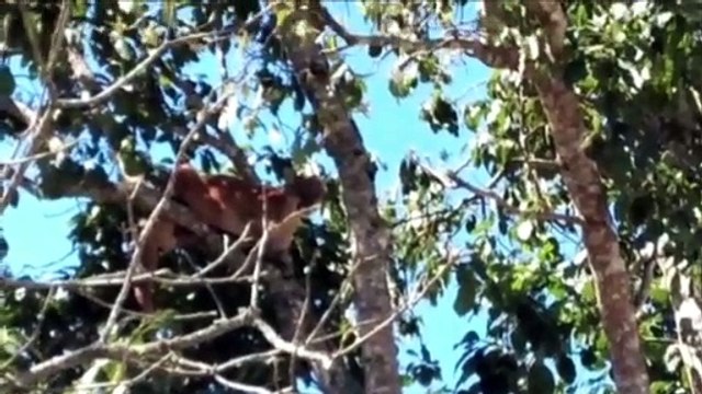 Onça-parda sobe em árvore de oito metros e mobiliza Corpo de Bombeiros