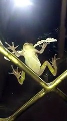 Une grenouille trop gourmande a vu trop gros en mangeant ce papillon