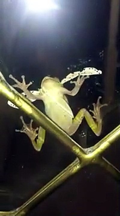 Une grenouille trop gourmande a vu trop gros en mangeant ce papillon