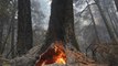 Famous Redwood Trees Survive California Fires