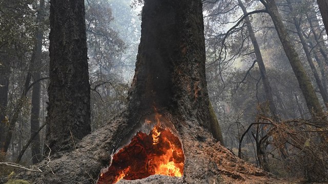 Famous Redwood Trees Survive California Fires