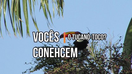 Vocês conhecem o TUCANO-TOCO?