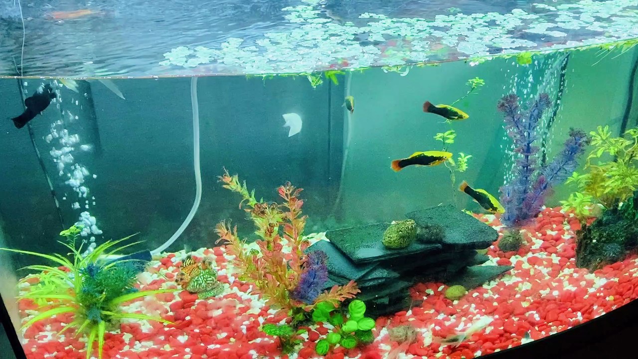 Fish aquarium video Dailymotion