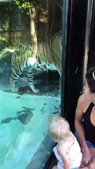 Little Girl Stares Down Tiger at the Zoo