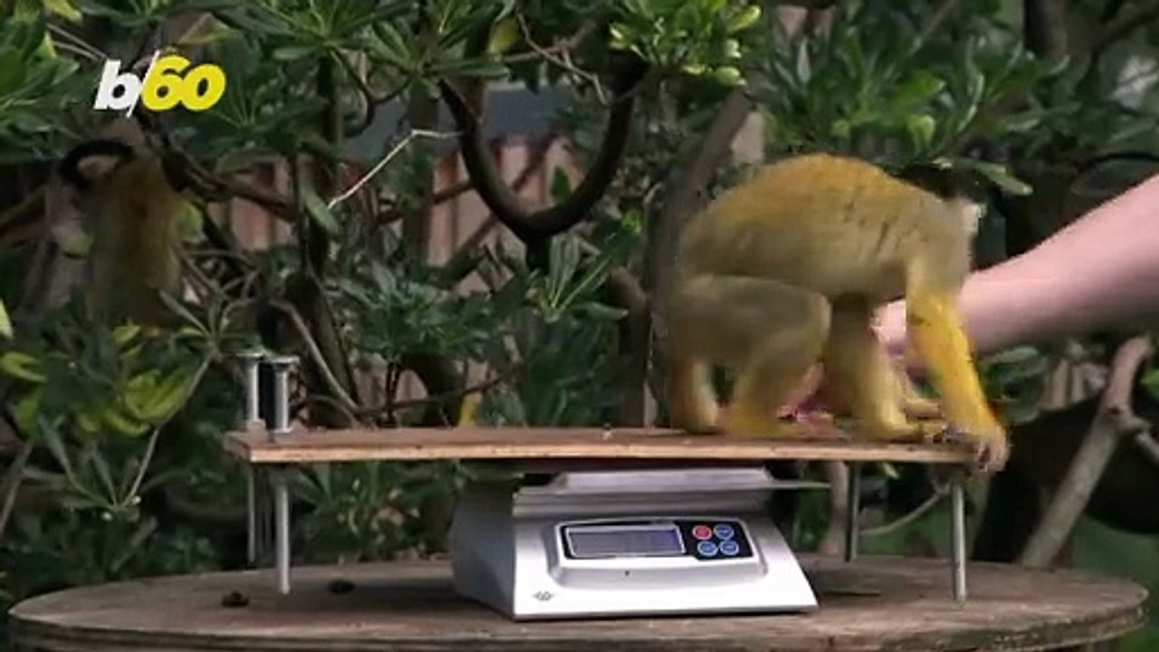 Wild Weigh-In! London Zoo Does Annual Weigh-In to Record Animals’ Vital Statistics!
