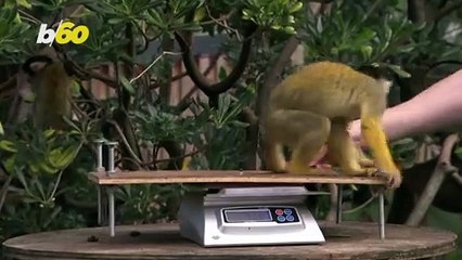 Wild Weigh-In! London Zoo Does Annual Weigh-In to Record Animals’ Vital Statistics!