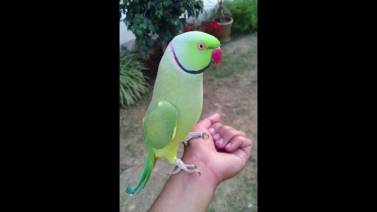 Talking Ringneck Parrot Beautiful Voice