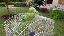 Cute Indian Ringneck Parrot Having Some Rest After Bath