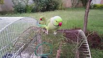 Indian Ringneck Parrots Playing