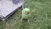 Talking Indian Ring Neck Parrot Enjoying Grass
