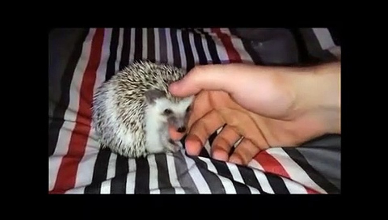 How to Scruff a Hedgehog